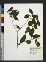 Solanum americanum Miller 光果龍葵