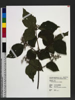 Viburnum betulifolium Batalin 樺葉莢迷