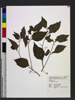 Solanum nigrum L. 龍葵