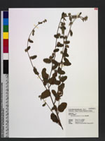 Malvastrum spicatum (L.) A. Gray 穗花賽葵