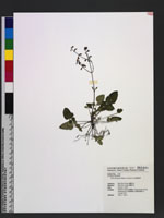 Salvia hayatana Makino ex Hayata 白花鼠尾草