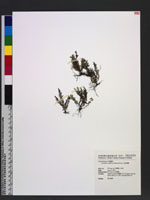 Ctenopteris subfalcata (Blume) Kunze 虎尾蒿蕨