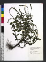 Salvia plebeia R. Br. 節毛鼠尾草