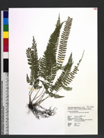 Polystichum hancockii (Hance) Diels 韓氏耳蕨