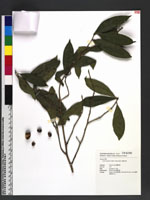 Camellia furfuracea (Merr.) Cohen-Stuart 垢果山茶