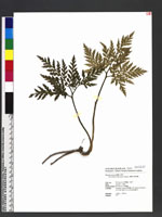 Botrychium formosanum Tagawa 薄葉大陰地蕨