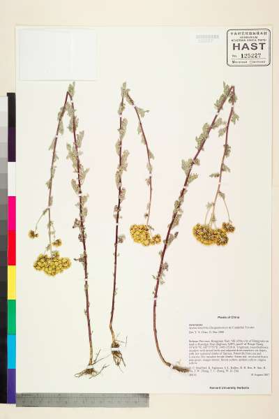 中文種名:Ajania tenuifolia (J. Jacq.) Tzvelev