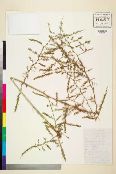 中文種名:Asparagus trichophyllus Bunge