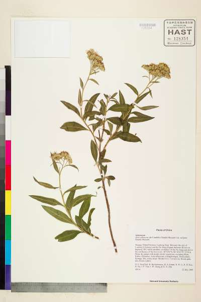 中文種名:Aster albescens (DC.) Wall. ex Hand.-Mazz. var. salignus (Fr