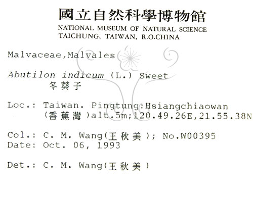 中文名:冬葵子(S012336)學名:Abutilon indicum (L.) Sweet(S012336)