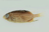 中文種名:黑鰭棘鱗魚學名:Sargocentron diadema