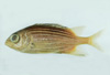 中文種名:黑鰭棘鱗魚學名:Sargocentron diadema
