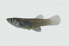 中文種名:大肚魚學名:Gambusia affinis