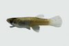 中文種名:大肚魚學名:Gambusia affinis