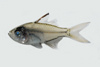 中文種名:少棘雙邊魚學名:Ambassis miops