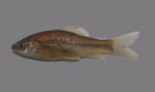 中文種名:暗花紋唇魚學名:Osteochilus salsburyi