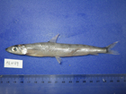 中文種名:半帶水珍魚學名:Glossanodon semifasciatus