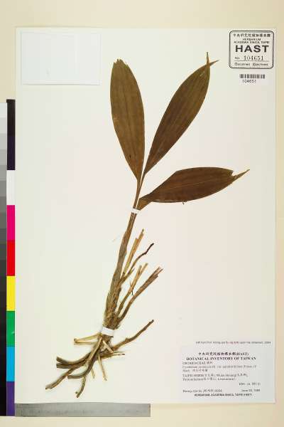中文種名:綠花竹柏蘭學名:Cymbidium javanicum Bl. var. aspidistrifolium (Fukuy.) F. Maek.