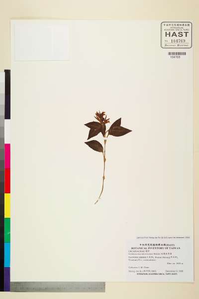 中文種名:短穗斑葉蘭