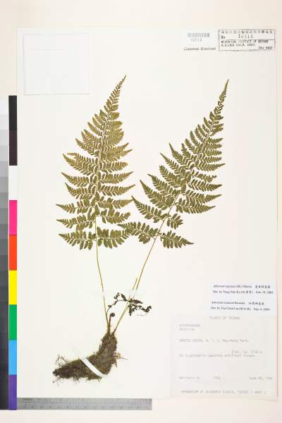 中文種名:蓬萊蹄蓋蕨學名:Athyrium nigripes (Blume) T. Moore