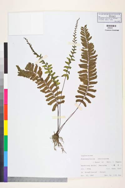 中文種名:Hymenasplenium cheilosorum (Kunze ex Mett.) Tagawa