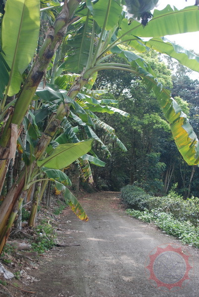 農舍旁的香蕉樹和茶園