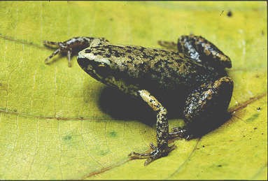 中文名:史丹吉氏小雨蛙學名:Micryletta steinegeri中文俗名:台灣娟蛙、史氏姬蛙其他俗名:Stejneger s narrow-mouthed toad、Stejneger s paddy frog