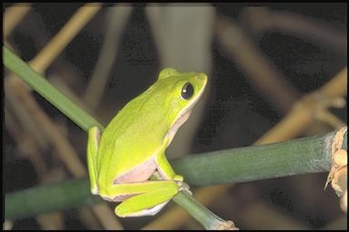 中文名:諸羅樹蛙學名:Rhacophorus arvalis中文俗名:雨蛙、雨怪其他俗名:Farmland tree frog