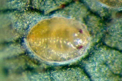中文種名:粉蝨學名:Aleurotrachelus sp.1