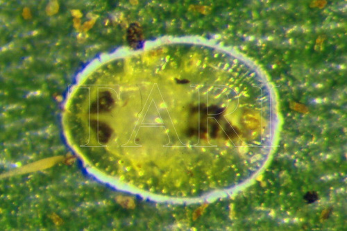 中文種名:粉蝨學名:Aleurotrachelus sp.7