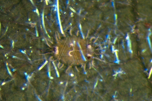 中文種名:斑點孔粉蝨學名:Dialeuropora decempuncta (Quaintance & Baker, 1917)俗名:斑點巨孔粉蝨