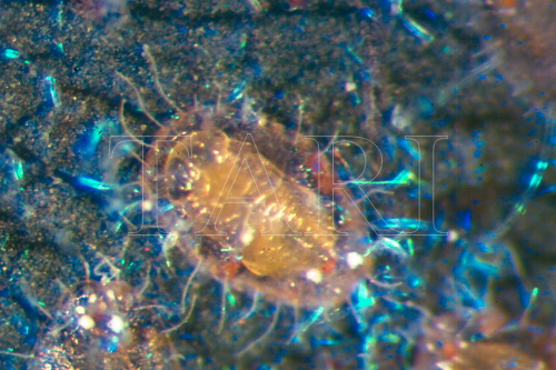 中文種名:斑點孔粉蝨學名:Dialeuropora decempuncta (Quaintance & Baker, 1917)俗名:斑點巨孔粉蝨
