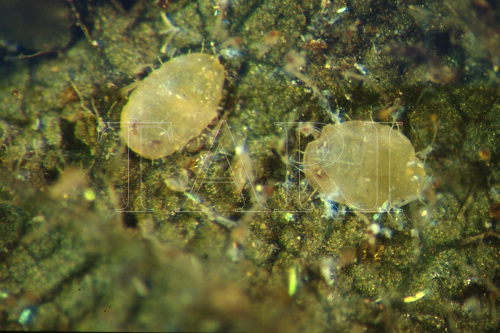 中文種名:斑點孔粉蝨學名:Dialeuropora decempuncta (Quaintance & Baker, 1917)俗名:斑點巨孔粉蝨