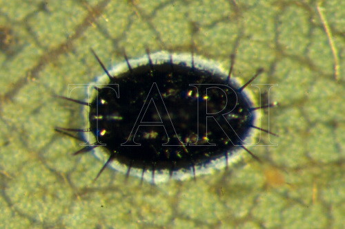 中文種名:柑桔刺粉蝨學名:Aleurocanthus spiniferus (Quaintance, 1903)
