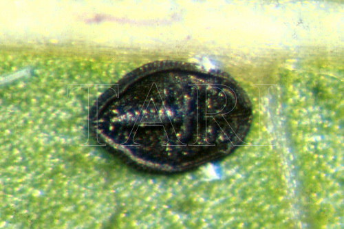 中文種名:大頭茶棒粉蝨學名:Aleuroclava gordoniae (Takahashi, 1932)