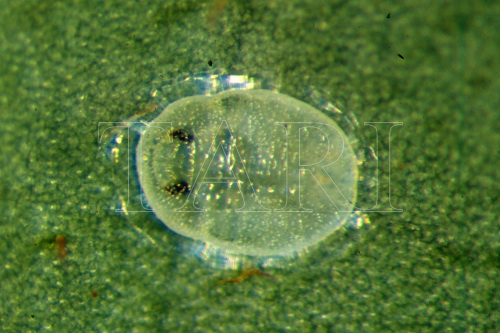 中文種名:楊梅粉蝨學名:Parabemisia myricae ( Kuwana, 1927)