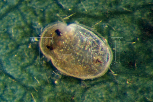 中文種名:楊梅粉蝨學名:Parabemisia myricae ( Kuwana, 1927)