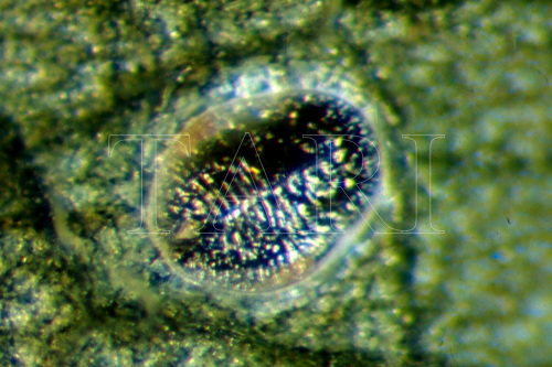中文種名:冷清草摺粉蝨學名:Aleurotrachelus elatostemae Takahashi, 1932