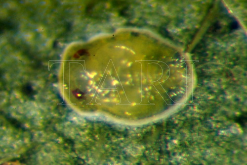 中文種名:冷清草摺粉蝨學名:Aleurotrachelus elatostemae Takahashi, 1932