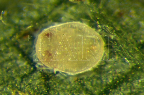 中文種名:類粉蝨屬學名:Parabemisia sp.1