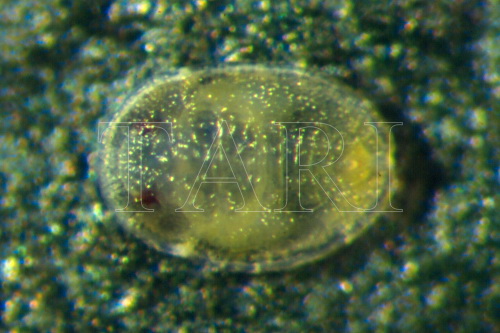 中文種名:烏來棒粉蝨學名:Aleuroclava uraianus (Takahashi, 1932)