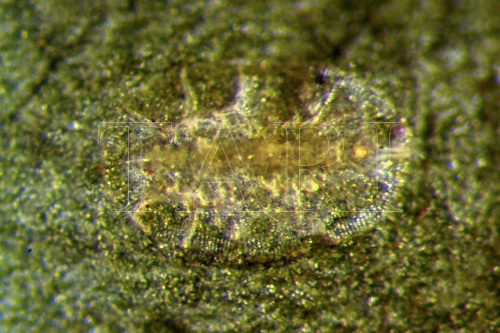 中文種名:山桂花脊粉蝨學名:Rhachisphora maesae Takahashi, 1932