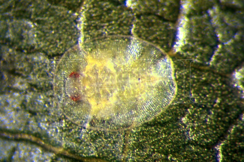 中文種名:皮粉蝨屬學名:Pealius sp.2