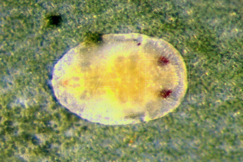 中文種名:皮粉蝨屬學名:Pealius sp.3