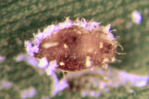 中文種名:甘蔗粉蝨學名:Neomaskellia bergii (Signoret, 1868)
