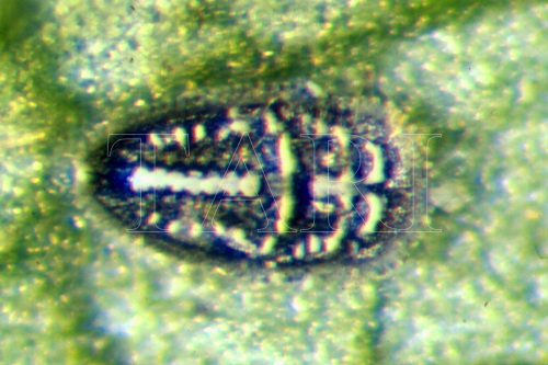 中文種名:月桔棒粉蝨學名:Aleuroclava murrayae (Singh, 1931)