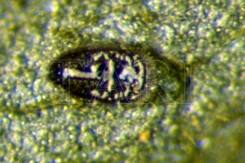 中文種名:月桔棒粉蝨學名:Aleuroclava murrayae (Singh, 1931)
