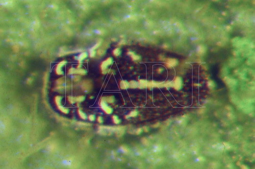 中文種名:月桔棒粉蝨學名:Aleuroclava murrayae (Singh, 1931)