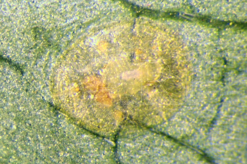 中文種名:崖爬藤粉蝨學名:Singhiella tetrastigmae (Takahashi, 1934)