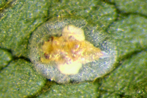 中文種名:崖爬藤粉蝨學名:Singhiella tetrastigmae (Takahashi, 1934)